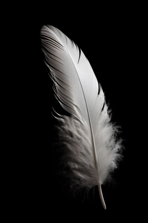 feather of a bird on a black background close-up macroの素材