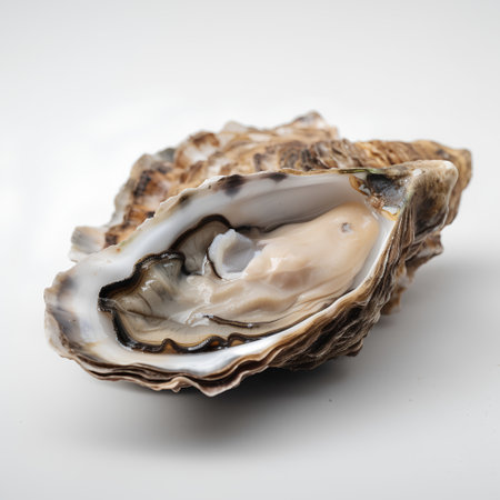 Oyster on a white background. Shallow depth of field.の素材