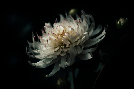 Beautiful white dahlia flower on black background, close upの素材