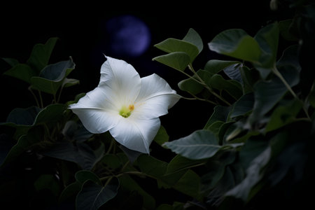 White flower on a dark background with a full moon in the backgroundの素材