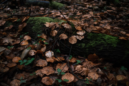 Autumn forest with green moss and fallen tree. Selective focus.の素材
