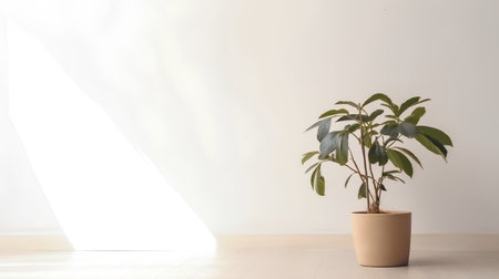 Indoor plant in a pot on a white wall background with sunlightの素材