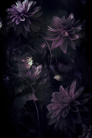 Dark purple dahlia flowers on dark grunge background. Digital painting.の素材