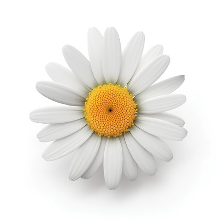 White daisy isolated on white background. 3D illustration. Top view.の素材