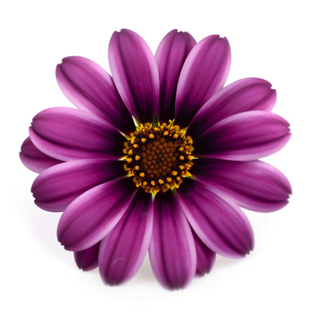 Beautiful purple daisy flower isolated on white background cutout.の素材
