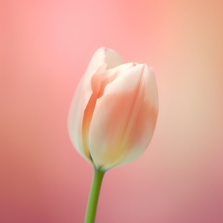 Tulip flower with soft pastel colors. Spring flowers.の素材