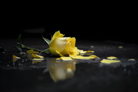 Yellow rose on a black background with water drops and copyspaceの素材