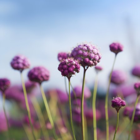 purple flower on blue sky background with soft focus and shallow depth of fieldの素材