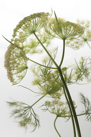 Flowering dill on a white background. Close-up.の素材