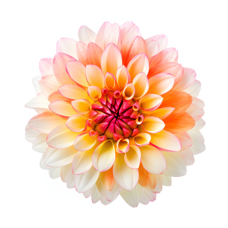 Dahlia flower isolated on white background. Clipping path.の素材