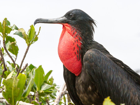 Male frigate bird with red gullet for mating seasonの写真素材