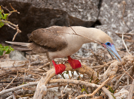 Red-footed booby on Isla San Cristobal, Galapagos, Ecuadorの写真素材