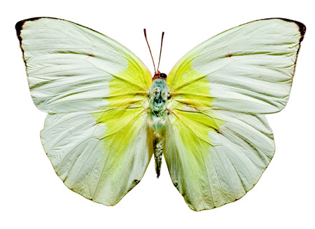 Lemon Emigrant Butterfly,  upper view on white backgroundの写真素材