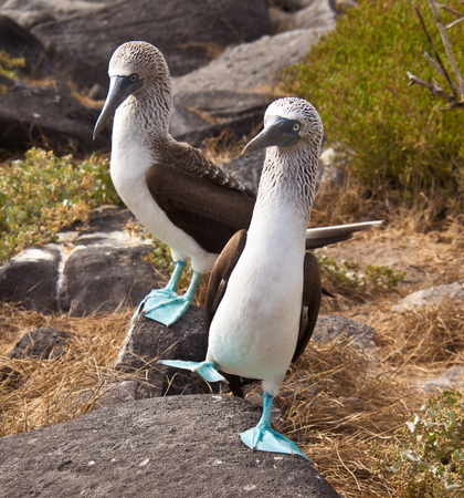 Blue Footed Booby pair doing mating danceの写真素材