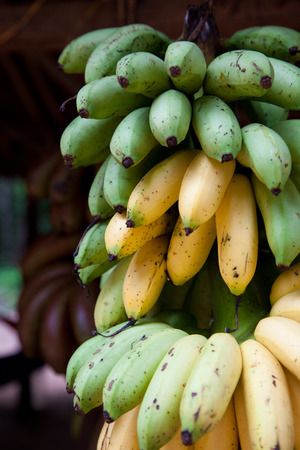 A cluster of ripening bananas or plantains for sale on a fruit stand in Siem Riep, Cambodia.の写真素材