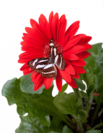 Colour Sargeant Butterfly on Potted Red Gerbera Daisyの写真素材