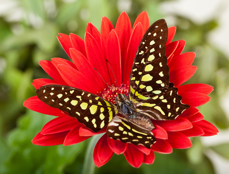 Green Jay Butterfly (aka Green Triangle or Green Spotted Triangle) on Red Gerbera Daisyの写真素材