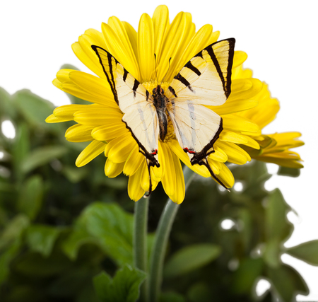 Fourbar Swordtail Butterfly on Yellow Gerbera Daisyの写真素材