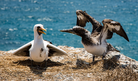 An adult blue footed booby teaches a baby to fly.の写真素材