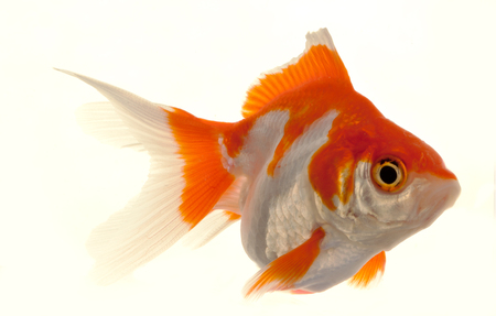 Isolated Approaching Goldfish swimming towards camera, close-up on whiteの写真素材