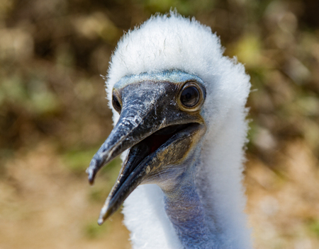 Closeup of a baby blue footed booby looking at the photographer.の写真素材
