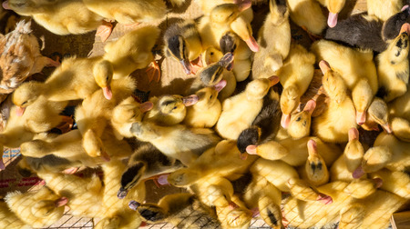 Baby ducks crowded in crates at a mercado t be sold as pets or food.の写真素材