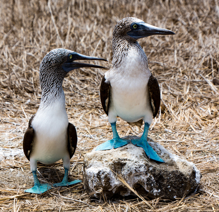 Blue Footed Booby Mated Pairの写真素材