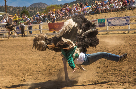 Reno, Nevada - Sept 8, 2012: Emu Racesのeditorial素材