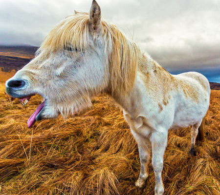 Icelandic horses abound on the island. This horse was coughing, but it looks more like a laughの写真素材
