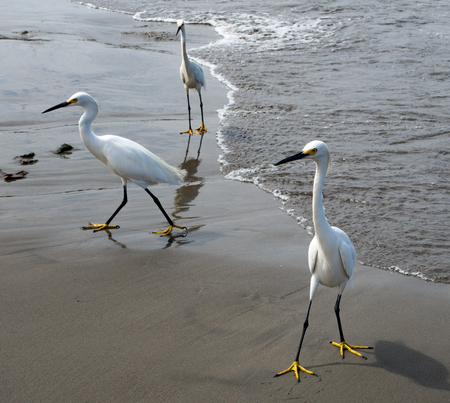 Egrets wander the coast of Cartagnea, Colombia, waiting for fishermen to discard fish entrails