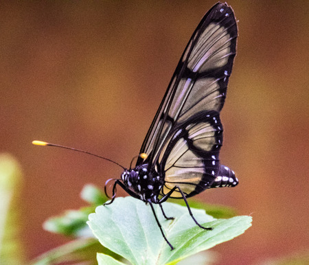 Spotted Glasswing (Metona Grandiosa) butterfly sitting on a leaf