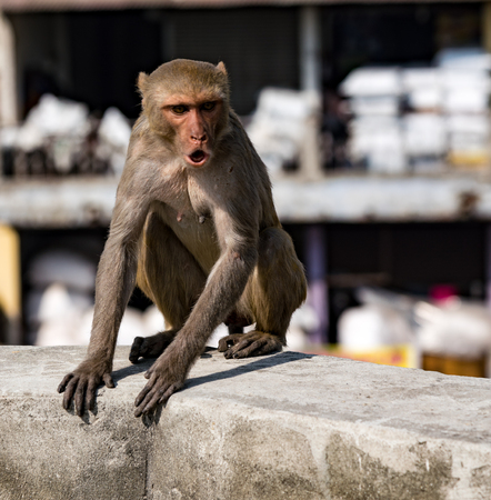 Urban monkey shows anger, while sitting on a wall in Delhi, Indiaの写真素材