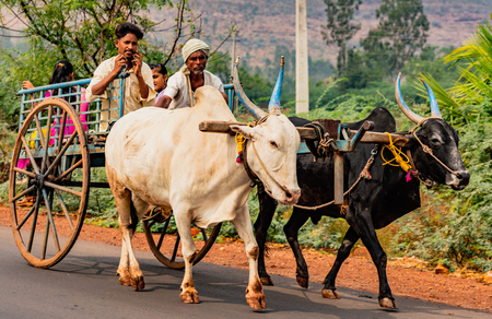 BADAMI, INDIA, MAR 18, 2018: Family rides in ox cart from fields to home, while man talks on cell phoneのeditorial素材