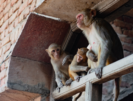 Urban monkey family surveys scene belowの写真素材