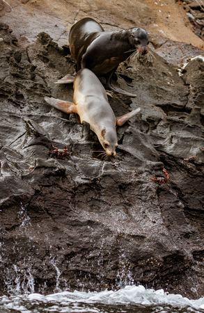 Male sea lion encouraging female in courtship to swim with him.の写真素材