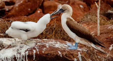 Mother and Baby Blue-Footed Boobies on Grand Seymore Island, Galapagos Islands, Ecuadorの写真素材