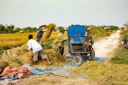 Sapa, Vietnam - Oct 25, 2011: farmers put crop into thrasherのeditorial素材