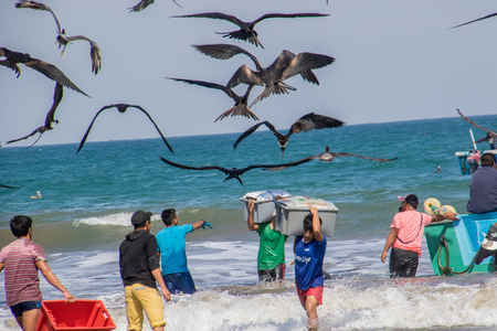 Puerto Lopez, Ecuador - Aug 19, 2016: Fishermen carry bins of fish to buyers, chased by birds looking for an easy mealのeditorial素材