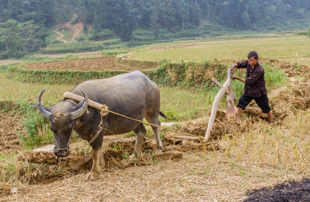 Sapa, Vietnam - Oct 23, 2011:  farmer works his field with ox and wooden plowのeditorial素材