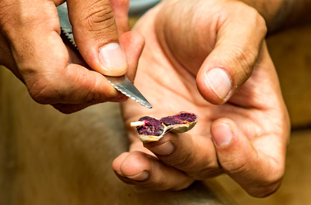 Yumbos Chocolate, Mindo, Ecuador, Dec 7, 2017 - Man cuts open a dried chocolate bean to displayの写真素材