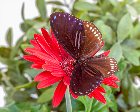 Striped Blue Crow Butterfly (Euploea sylvester harrisii) on Red Gerbera Daisyの写真素材