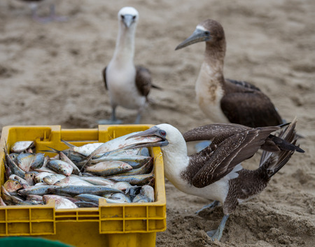 Blue footed booby stealing fish from fishermenの写真素材