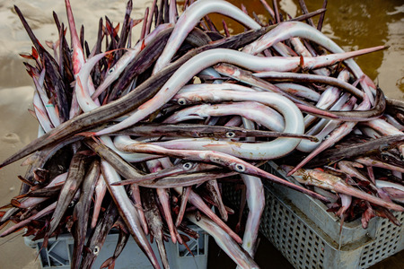 Baskets of needle nose garfish freshly caught, ready for gutting