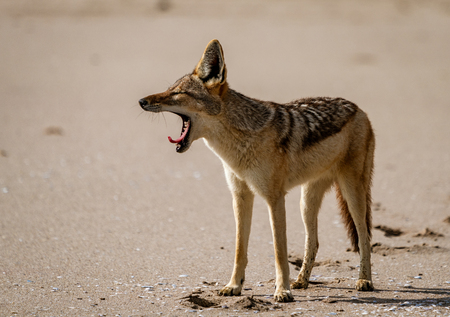 Jackal yawns on sandy beach in Namibia