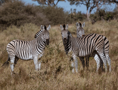 A small  dazzle of zebras look at the photographer in Botswanaの写真素材