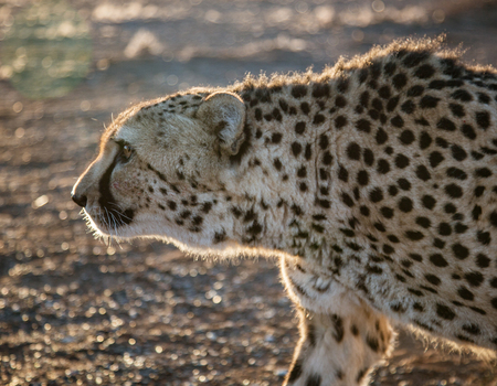 Closeup profile of adult cheetah in Namibiaの写真素材