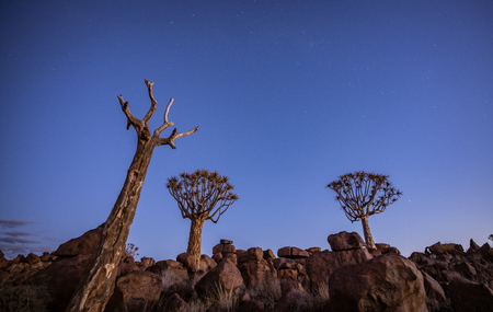 Quivertrees are unique to the deserts of Namibiaの写真素材
