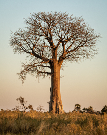 Baobab trees stand solitary in the desert of Botswanaの写真素材