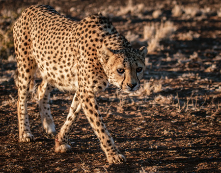 Adult cheetah walks in the desert of Namibiaの写真素材