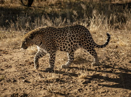 Leopard walks slowly across desert scrub in Namibia